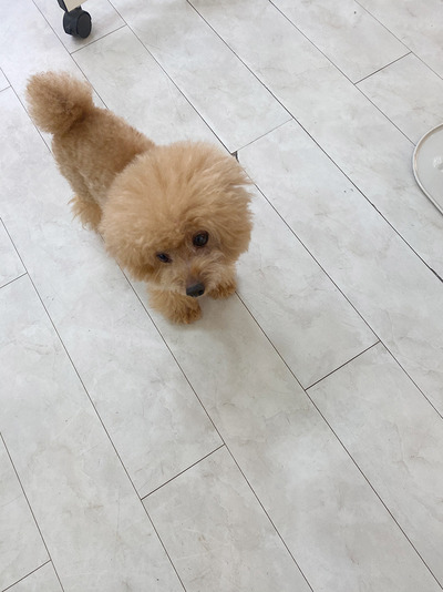 �ȥ��ס��ɥ��ˤλ�