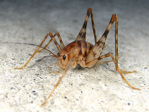 閲覧注意 三大気持ち悪い虫 ゴキブリ カマドウマ あと一つは ニュー速ヴぇっぷ