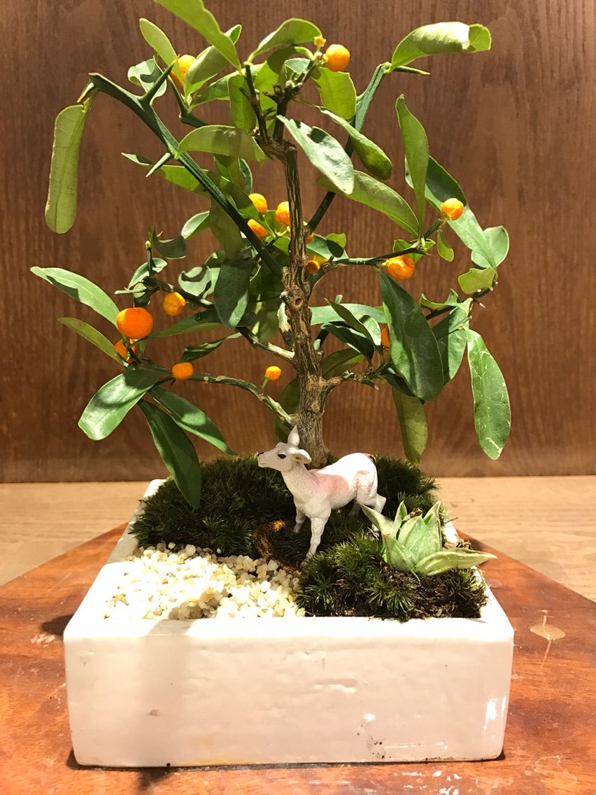キンズの盆栽 植え替え ベランダー日和 キンズの盆栽 植え替え ベランダー日和