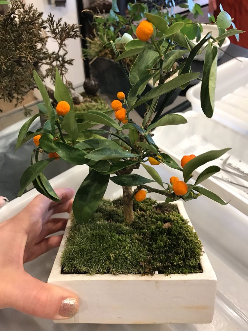 キンズの盆栽 植え替え ベランダー日和 キンズの盆栽 植え替え ベランダー日和