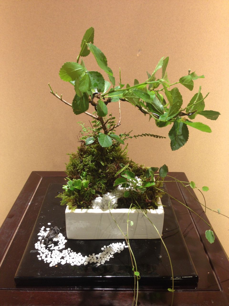 睡蓮木 スイレンボク の坪庭盆栽 ベランダー日和
