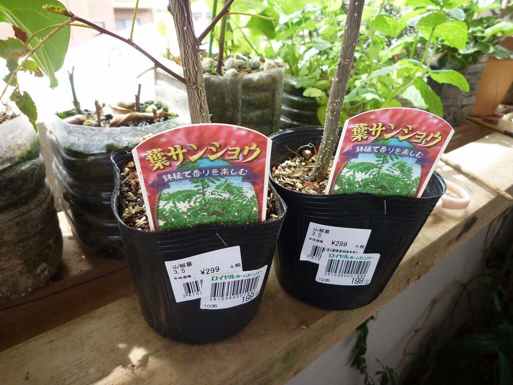 山椒 葉山椒 ロイヤルホームセンター 07 16 野菜 果物のblog