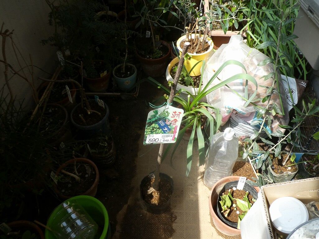 朝倉山椒 ナフコ 21 03 29 野菜 果物のblog 朝倉山椒 ナフコ 21 03 29 野菜 果物のblog
