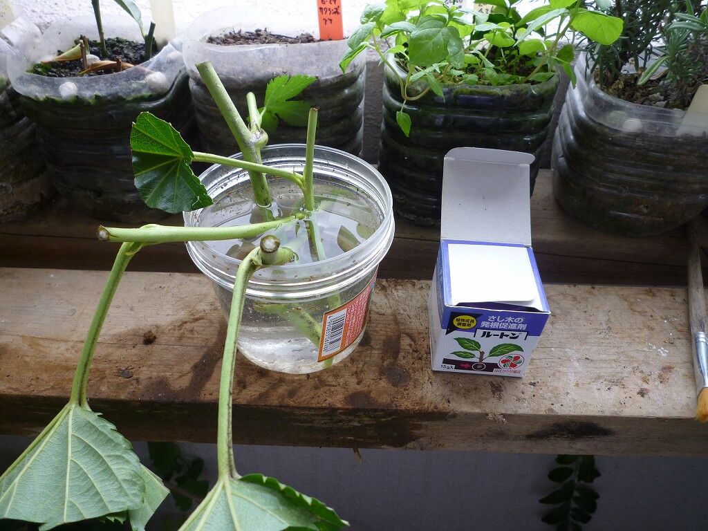 木イチゴ 挿し木 06 29 野菜 果物のblog 木イチゴ 挿し木 06 29 野菜 果物のblog