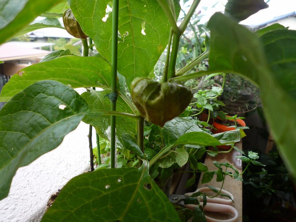 ほおずき 鬼灯 酸漿 08 04 野菜 果物のblog