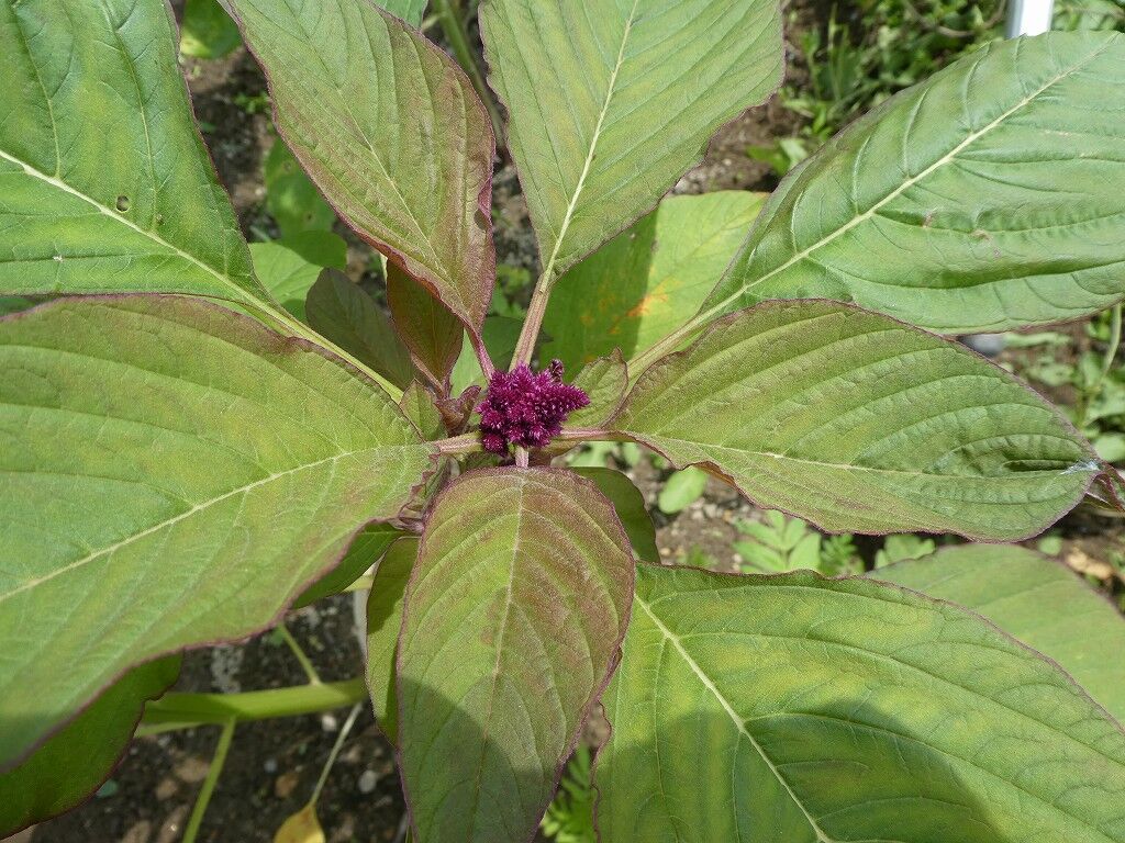 アマランサス 花 06 29 野菜 果物のblog アマランサス 花 06 29 野菜 果物のblog