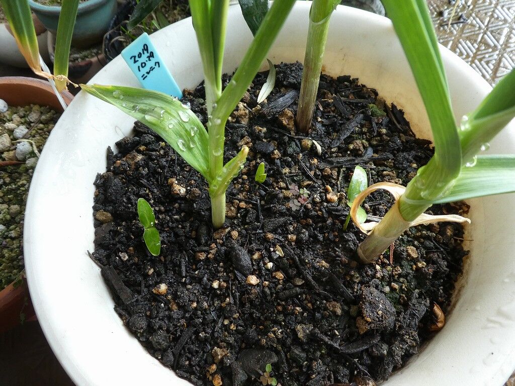 花粉症 オリーブ 市立図書館 Veranda Hisamoto