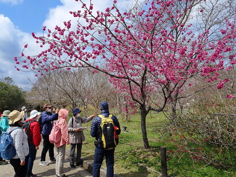 カンヒザクラを前に