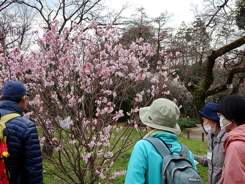 アキヒメザクラ