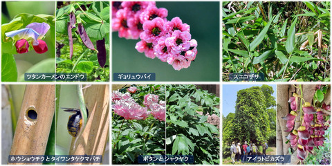 230516-植物園_2