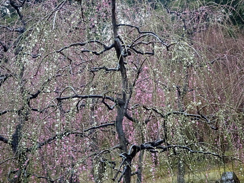 城南宮のしだれ梅