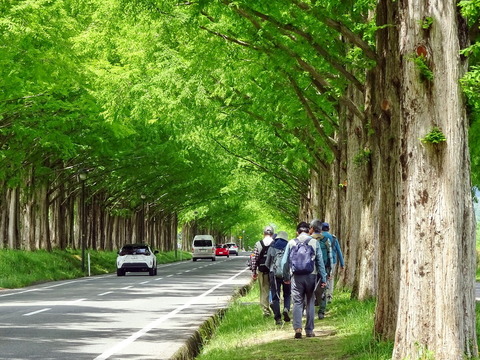 メタセコイア並木２●s