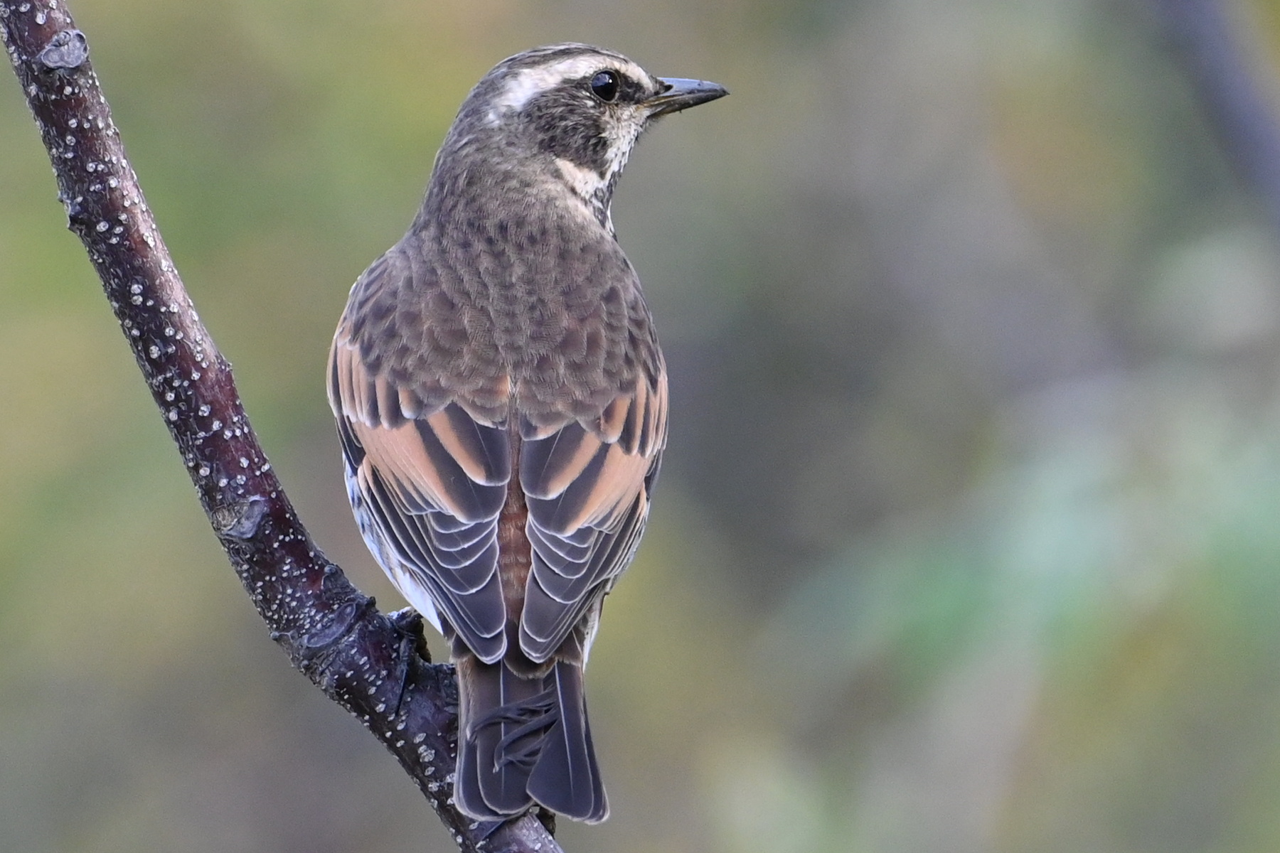 Nikon Z50 + 400mmf4.5 で野鳥撮影 : ベランダ天体観測所