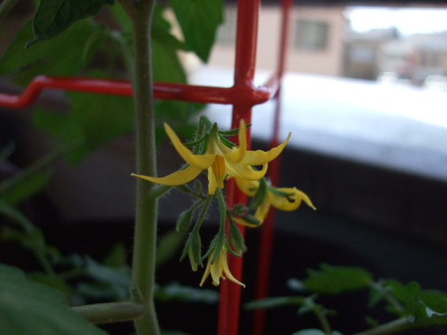 晴耕雨編 ミニトマト開花 Livedoor Blog ブログ