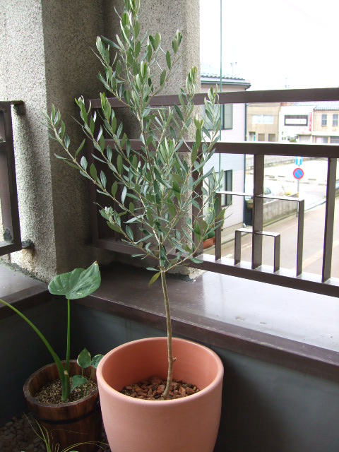 オリーブとクワズイモ 晴耕雨編