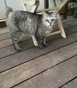 グリちゃん