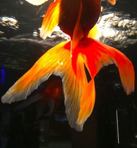 金魚