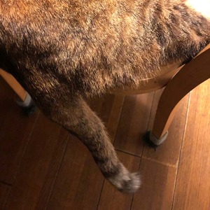 ほたるしっぽ