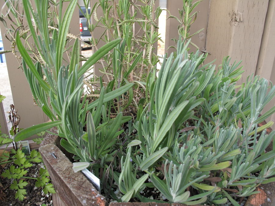 越冬して芽吹いたラベンダー Vergissのいい加減園芸日記 越冬して芽吹いたラベンダー Vergissのいい加減園芸日記