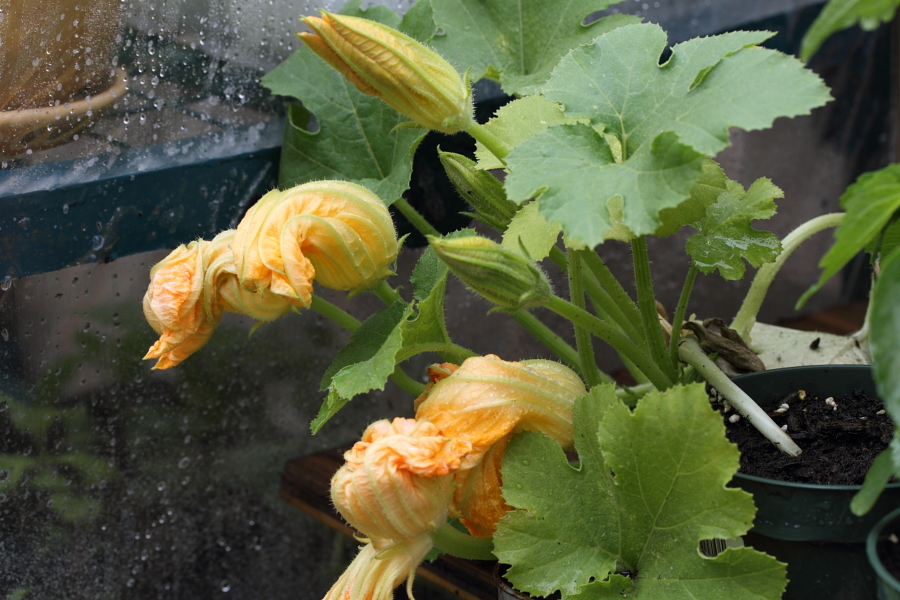 ズッキーニの雄花と雌花 Vergissのいい加減園芸日記 ズッキーニの雄花と雌花 Vergissのいい加減園芸日記