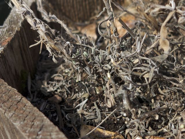 越冬に成功した と思う 鉢植えラベンダー Vergissのいい加減園芸日記