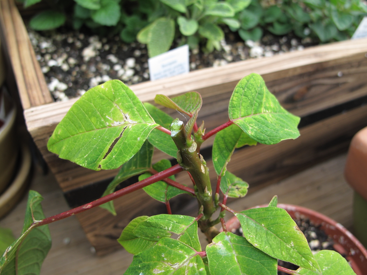 ポインセチアの発根率低下と親株の復活 Vergissのいい加減園芸日記