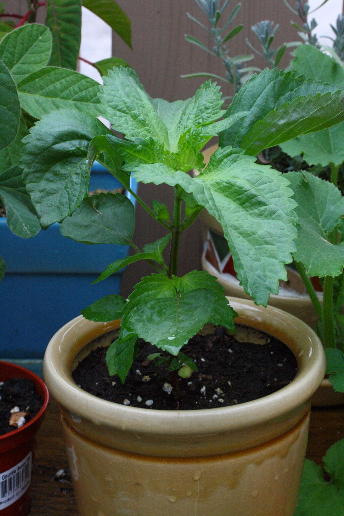 大葉の摘心のやりかた Vergissのいい加減園芸日記