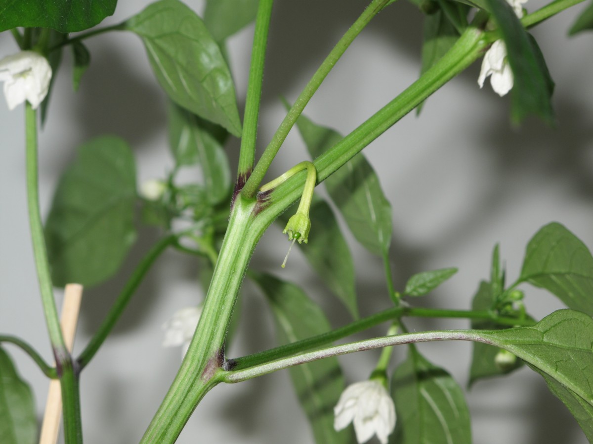 自家受粉を手伝う Vergissのいい加減園芸日記