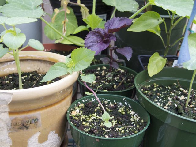 徒長させない効果的な方法 Vergissのいい加減園芸日記