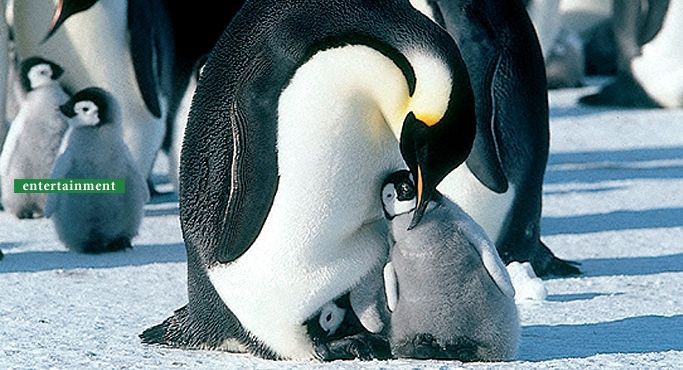 皇帝ペンギン