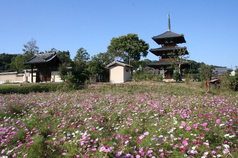 cosmos