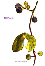 tsumugi