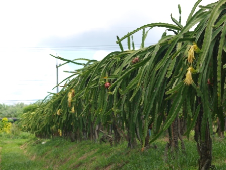 ラヨーン果樹園見学 6 ドラゴンフルーツ 野菜ソムリエコミュニティbangkok