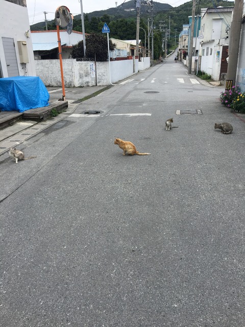 渡嘉敷一日目。 : 旅が好き!!アラフォーおひとりさま荘へようこそ