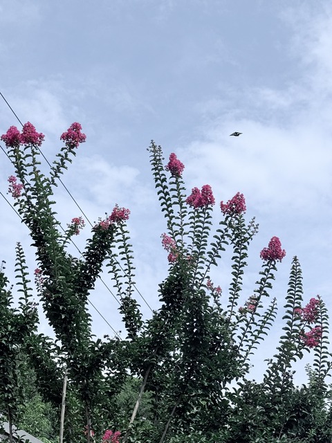 B1A1DEC8-053E-42A9-97D3-8806E34A373C