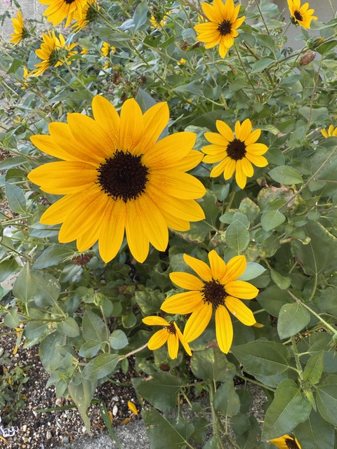 1C78B3CC-2E5C-4A47-B23A-F0B2A34F0BF9