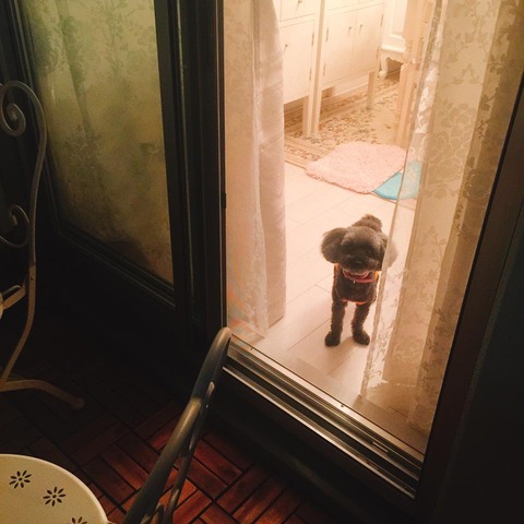 13906770_1083026708439217_6918124312714479540_n