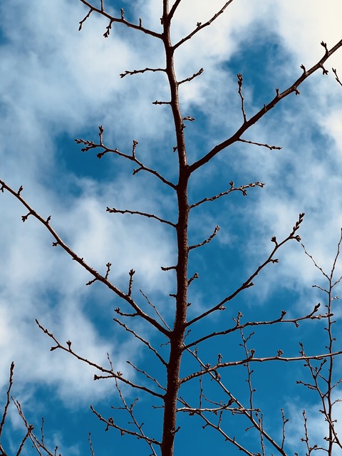 5E27F1B2-4268-4756-BA63-ADCE621EE429