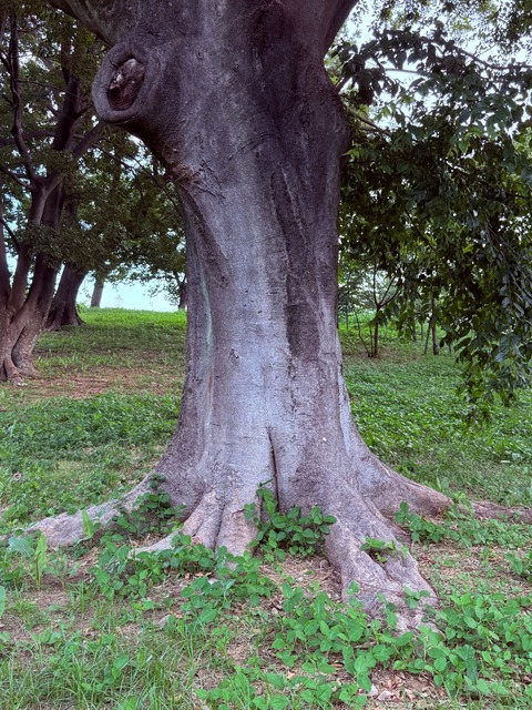 FB244713-3434-4E4F-B4B9-6E9956017648