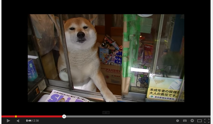 ベトナム人 柴犬が店番している シバくん 僕より賢いwww ベトナム便り ベトナム人 柴犬が店番している シバくん 僕より賢いwww ベトナム便り