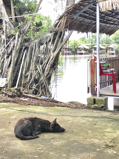 エビ釣り犬２