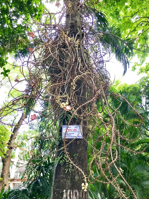 サイゴン動植物園樹木つる