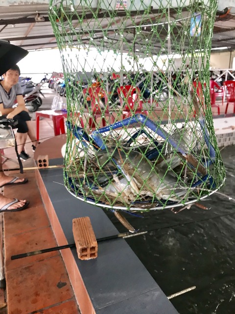 エビ釣り釣果