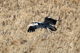 IMG_9164