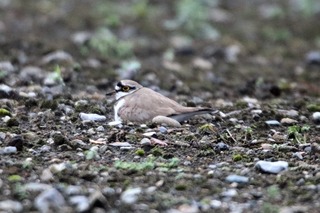 IMG_8510