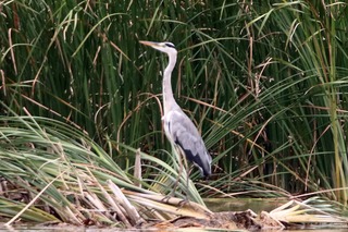IMG_7083