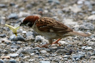 IMG_7681