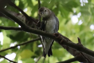 IMG_9458