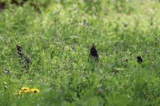 IMG_3920