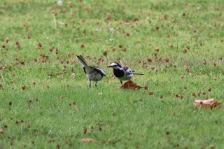 IMG_5447